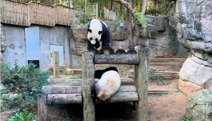 Little pandas play in the Atlanta Zoo's outdoor exhibit