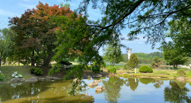 Trees and foliage around a pond with Furman clock tower in the background