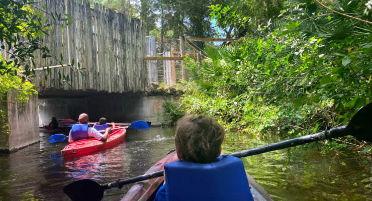 Kayaking through the Brevard Zoo in Florida.