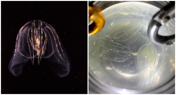 biolum jellyfish
