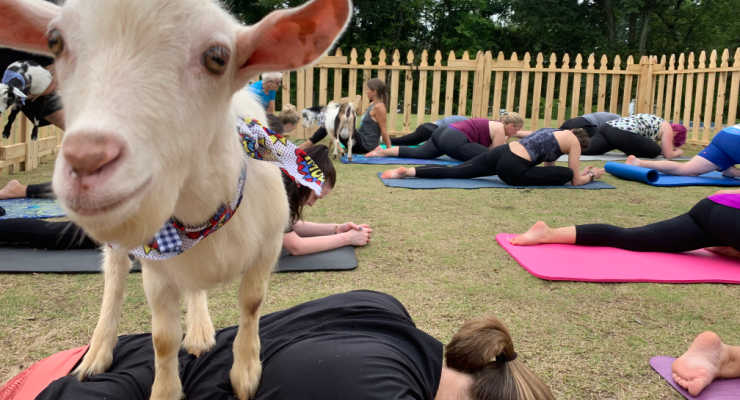 Goat during Greenville Goat Yoga class