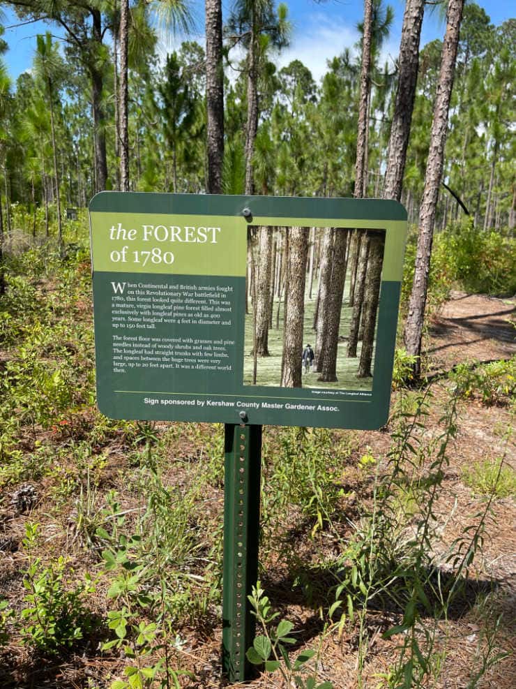longleaf pine reserve