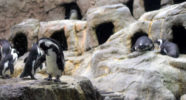 Penguins at Ripleys Aquarium of the Smokies in Gatlinburg, Tennessee.