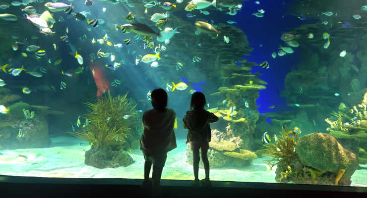 Large aquarium at Ripley's Aquarium of the Smokies in Gatlinburg, Tennessee