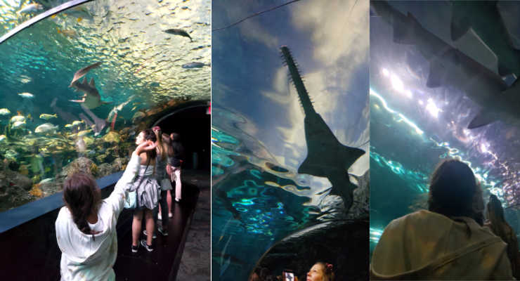 The shark tank at Ripley's Aquarium in Tennessee