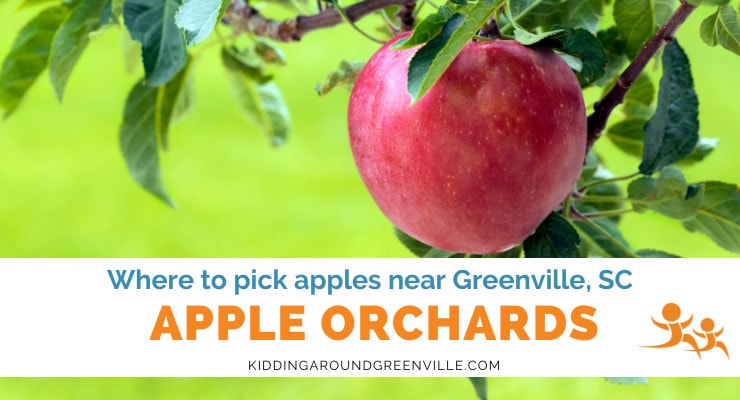 Apple Orchards Greenville, SC