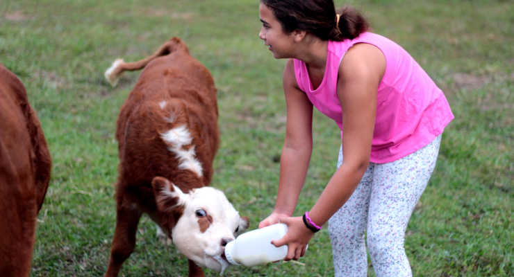 Feeding a cow at Moo Cow Farms