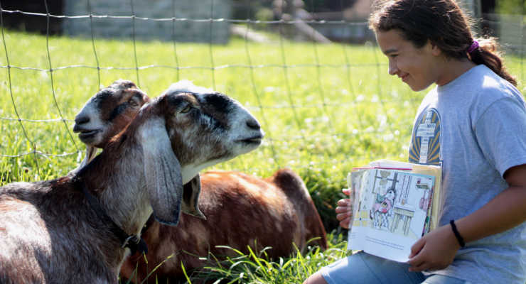 Carl Sandburg Historic Site - reading to goats