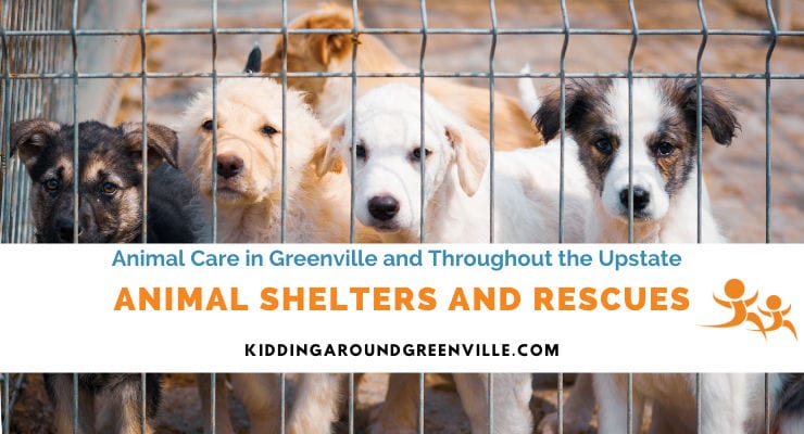 Find an Animal Shelter or Animal Rescue Center: Greenville, SC