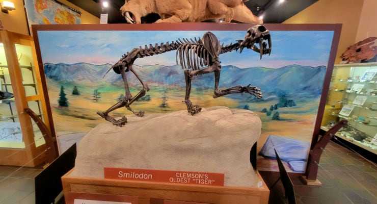 Tiger skeleton at Geology Museum Clemson