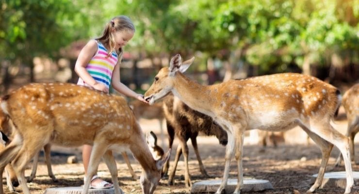 Summer camps with animals