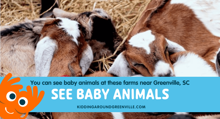 Baby Animals at petting zoos and farms in Greenville, SC