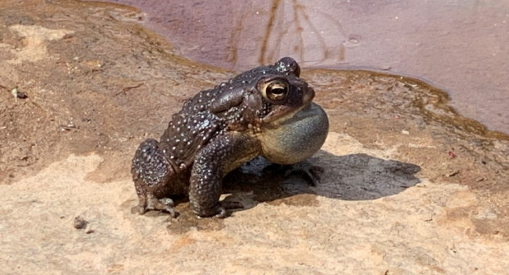 Bullfrog at Campbells Covered Bridge near Landrum, South Carolina