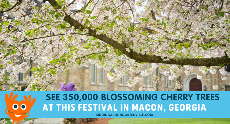 international cherry blossom festival macon georgia