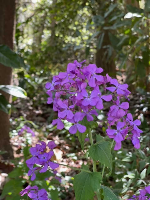 Purple flowers at Hatcher Garden in Spartanburg, SC