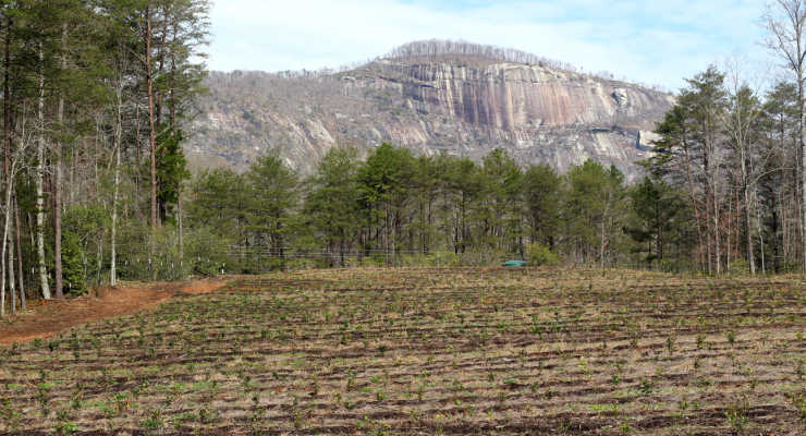 Table Rock view from the tea farm