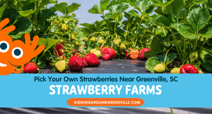 pick your own strawberries near Greenville, SC