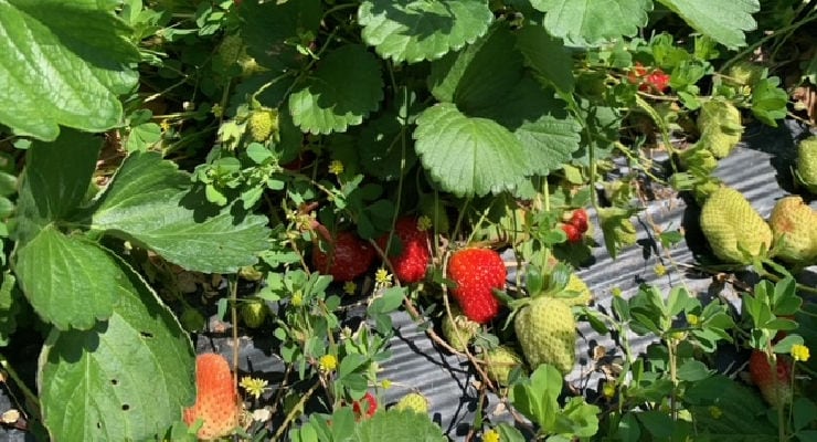 Strawberry picking near Greenville, SC