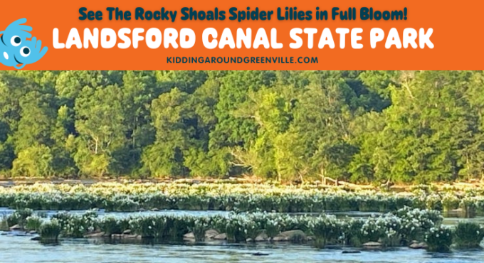 The Landsford Canal State Park Spider Lilies in full bloom
