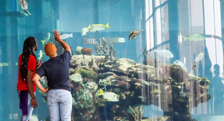 Large fish tank at the SC Aquarium