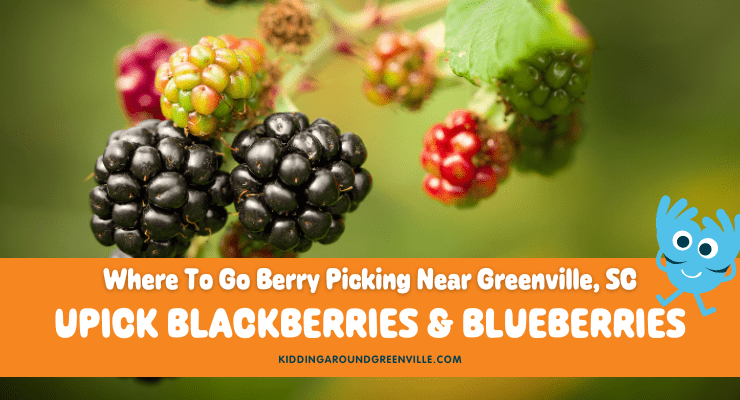 Upick blueberries and blackberries near Greenville, SC.