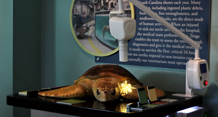 Sea turtle hospital at the SC Aquarium
