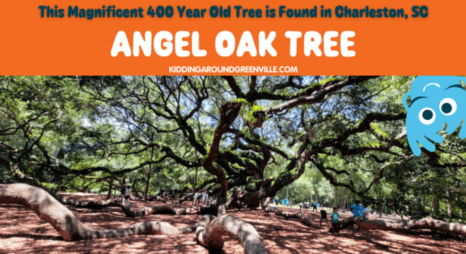 Angel Oak tree in Charleston, South Carolina