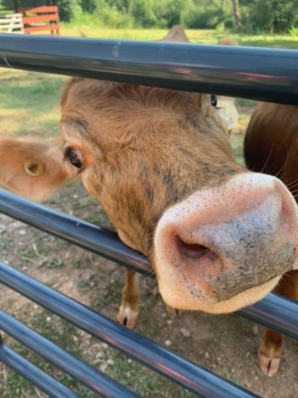 Cow Nose 