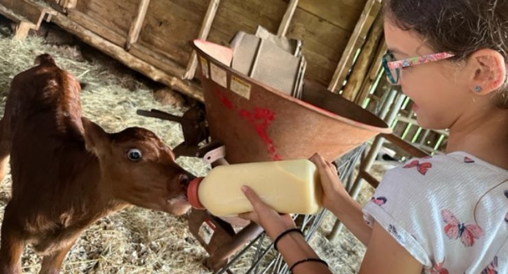 Feeding a baby cow at Famoda Farm