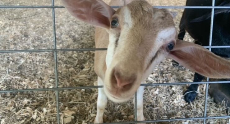 A curious goat at Famoda Farm