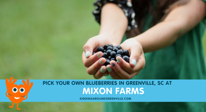 picking blueberries
