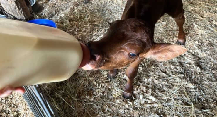 Feeding Rusty the calf