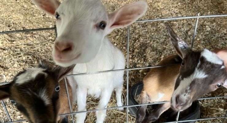 Baby goats at Famoda Farm