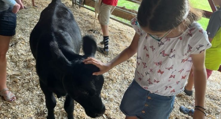 Petting a cow at Famoda Farm