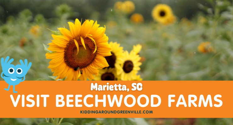 U-Pick Farm in Marietta Has Beautiful Sunflowers, Berries & Pumpkins