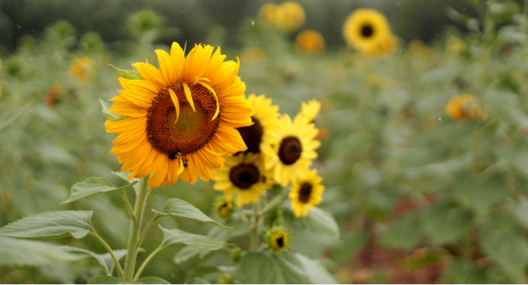 Sunflowers at Beechwood Farms