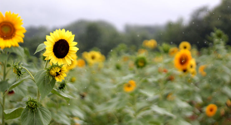 Beechwood Farms sunflowers