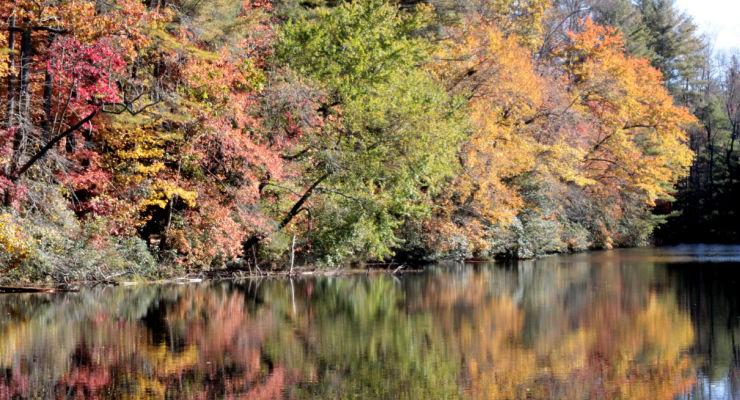 Fall leaves at the Carl Sandburg Home in Flat Rock, North Carolina