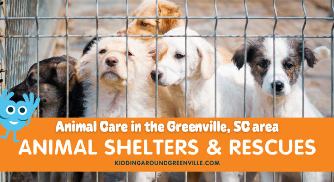 animal care and animal shelters greenville, sc
