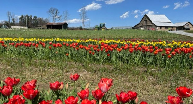 U-Pick tulips at Stepp's Hillcrest Orchard in Hendersonville, NC