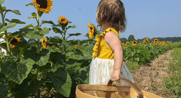 The sunflower fields at Thompson Family Farms.