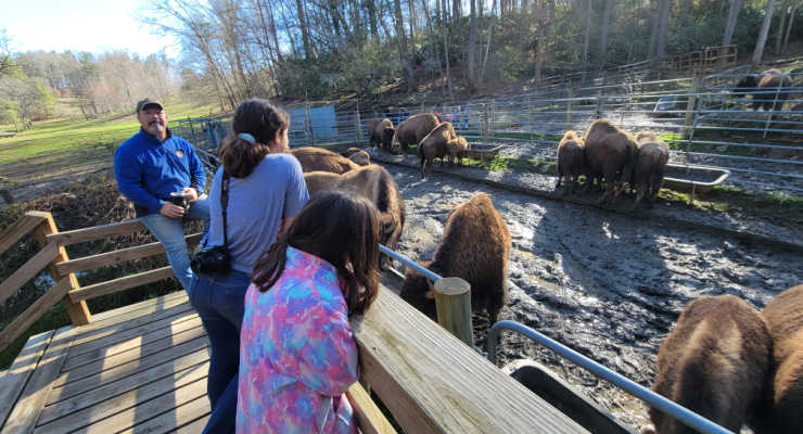 Kids watching buffalo get fed