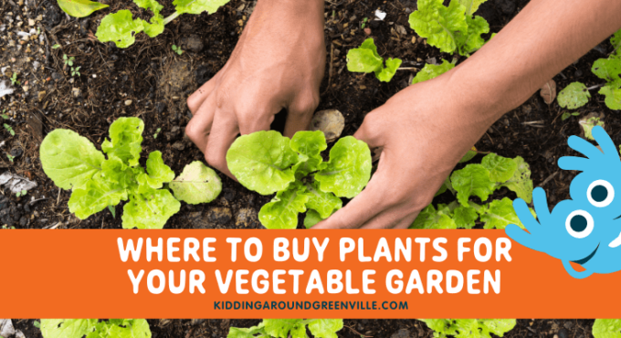 Vegetable plants in Greenville, SC
