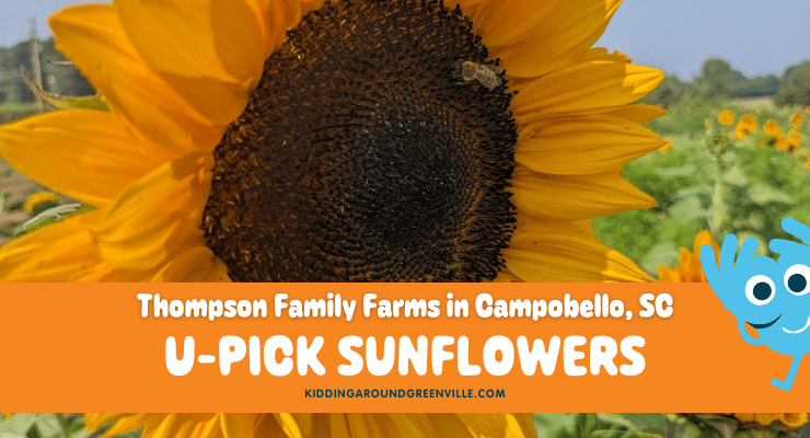 Thompson Family Farms, a upick sunflower field near Greenville, SC.