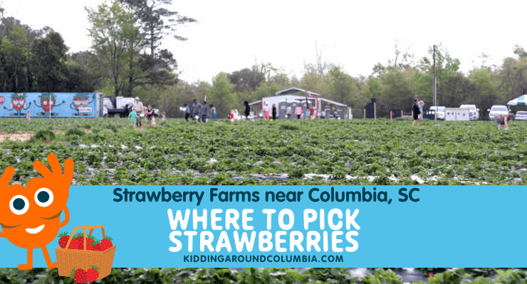 Pick strawberries Columbia, SC