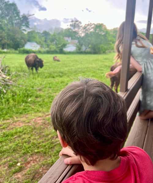 Bison Berry Farm bison wagon ride