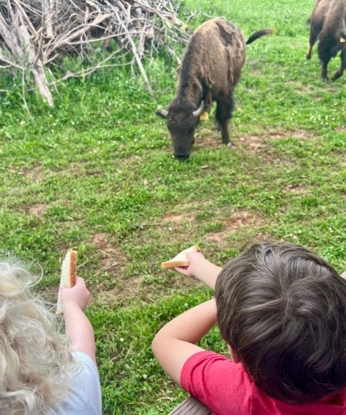 Feeding bison