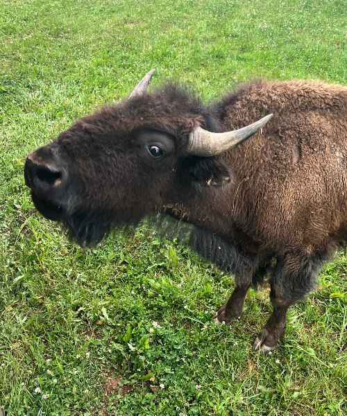 Bison at Bison Berry Farm