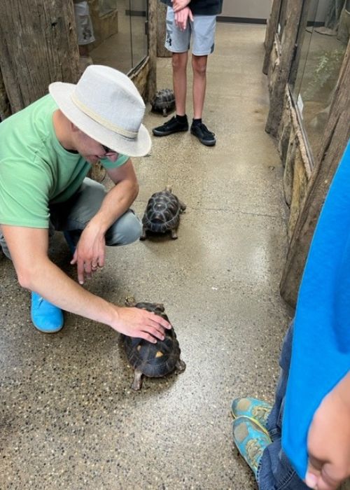 Tortoises at the Reptarium