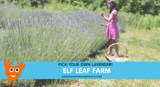 elf leaf lavender farm